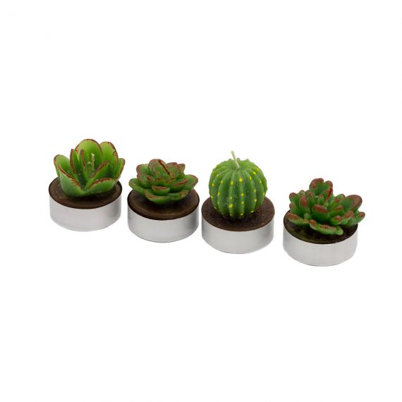 Cactus_5